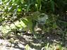 Beautiful island wildlife - iguana