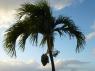 Beautiful palm trees and sea breeze